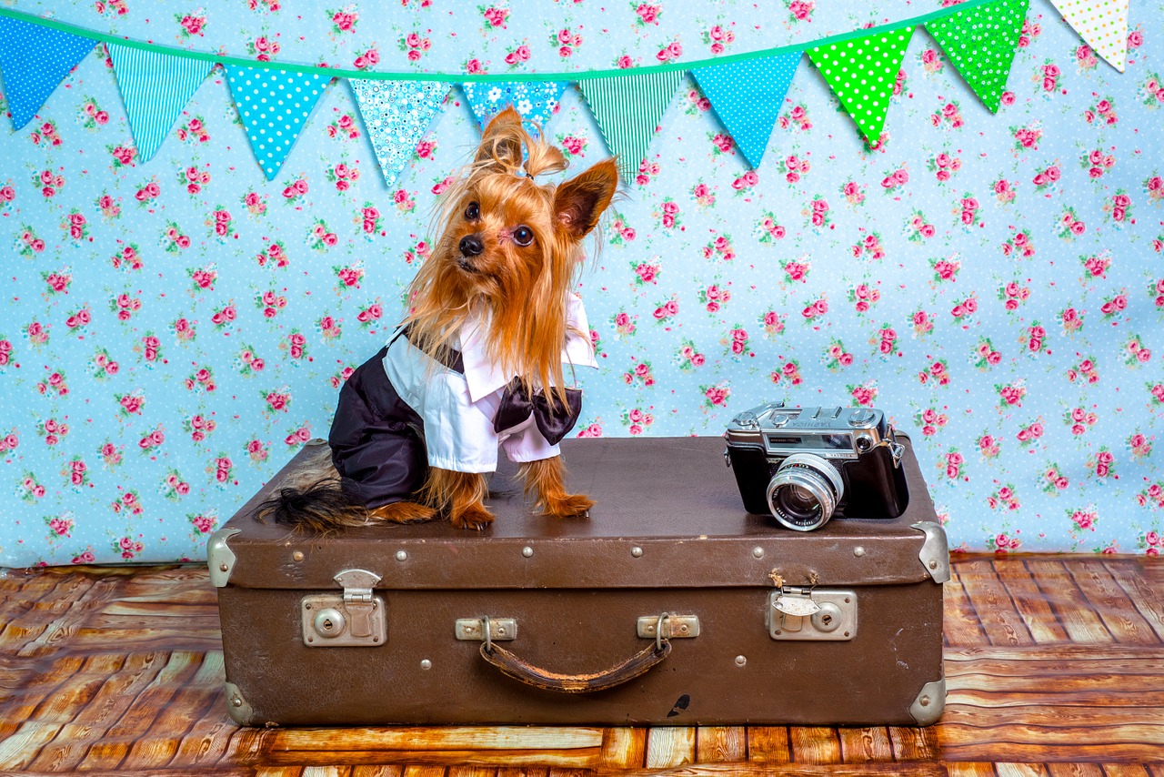Pet Travel